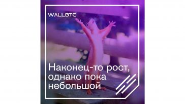 Небольшое укрепление – Bitcoin немного вырос