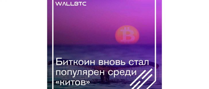 “Киты” опять влюблены в Bitcoin
