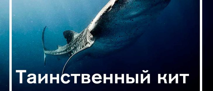 Некий таинственный “кит” спровоцировал рост Bitcoin