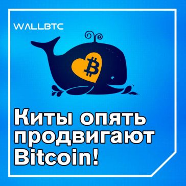 Продвижение монеты криптокитами - курс биткоин 8040 долларов!