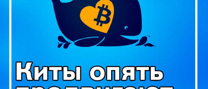 Продвижение монеты криптокитами - курс биткоин 8040 долларов!